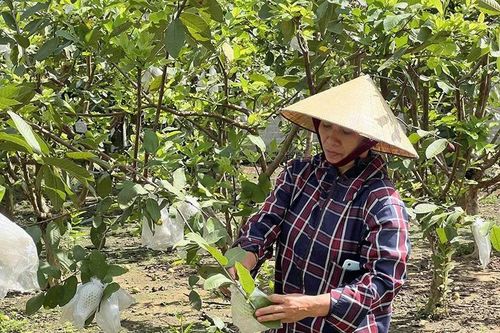Chủ động các giải pháp chống hạn, bảo vệ cây ăn quả