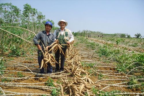 Xăng sinh học E10 mở ra cơ hội tiêu thụ bền vững cho ngành sắn