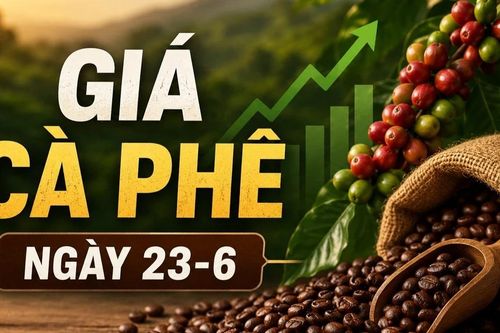 Giá cà phê ngày 23-6: Tăng nhẹ, cao nhất 89.300 đồng/kg