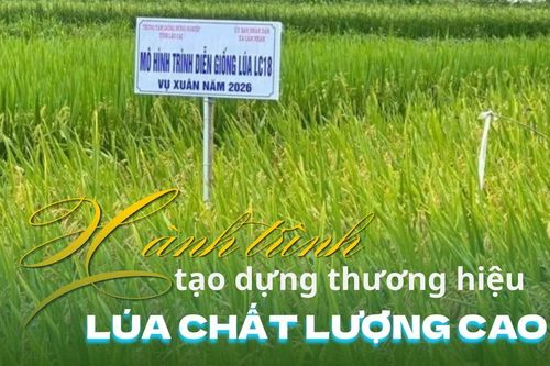 Hành trình tạo dựng thương hiệu lúa chất lượng cao