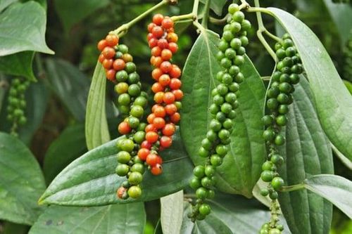 Giá cà phê nhích nhẹ, hồ tiêu bật tăng