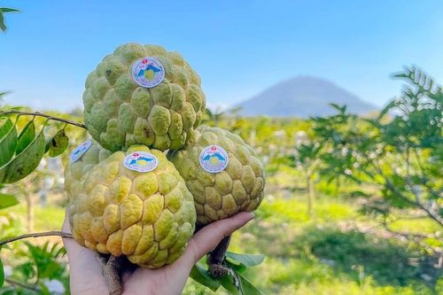 HTX biến chỉ dẫn địa lý thành lợi thế cạnh tranh cho mãng cầu Bà Đen