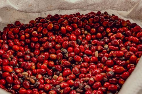 Giá cà phê hồi phục nhẹ sau phiên giảm sâu, neo quanh mốc 89.000 đồng/kg