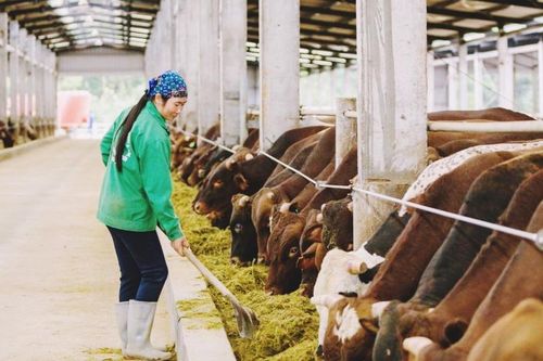 Tăng cường thanh tra, kiểm tra, xử lý nghiêm vi phạm hành chính về chăn nuôi