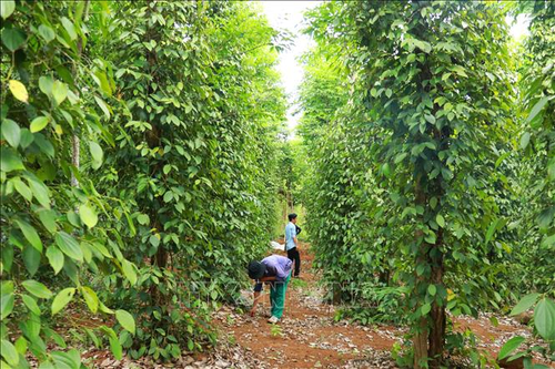 Bản tin nông sản hôm nay (24-6): Giá hồ tiêu tăng nhẹ