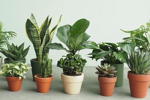 Nhỏ nhưng có 'võ': 2 cây phong thủy nào được dân công sở ưu ái trưng trên bàn làm việc?