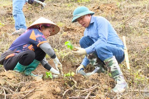 Các địa phương đồng loạt xuống giống cây cà phê, mắc ca
