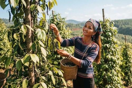 Giá tiêu hôm nay 24/6: Phục hồi, có nơi tăng 1.500 đồng/kg