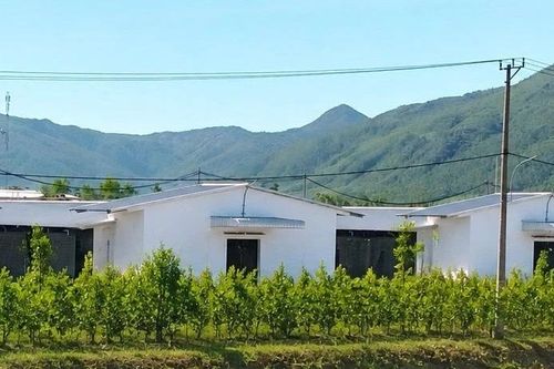 An Nhơn Tây: Trại chăn nuôi gà gây ảnh hưởng môi trường khu dân cư