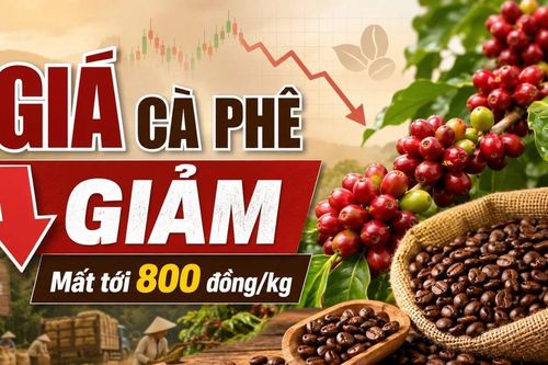 Giá cà phê hôm nay 24/6: Trong nước giảm mạnh, Arabica bật tăng