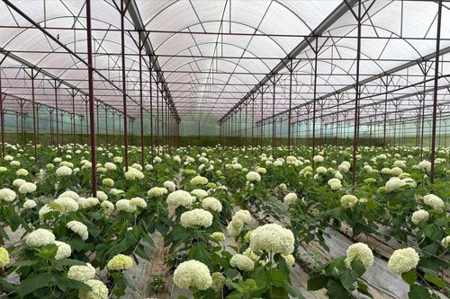Bản đồ hoa mới trên xứ ngàn hoa