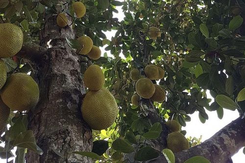 Nhớ cây mít quê nhà