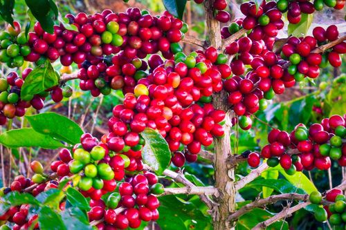 Giảm 800 đồng/kg, giá cà phê kỳ vọng vào lực đẩy từ sàn quốc tế