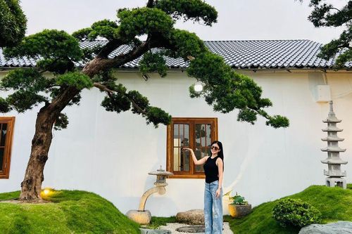 3 cây cảnh trồng càng lâu càng quý: Không nên chặt cũng đừng tùy tiện mang cho