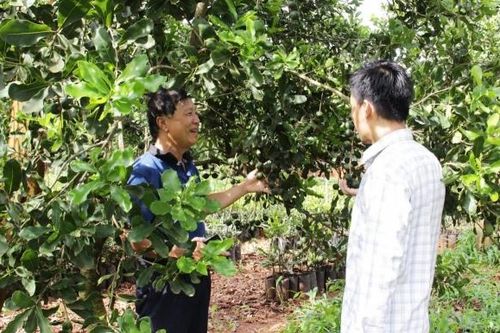 Hiện trạng và giải pháp phát triển bền vững cây mắc ca tại tỉnh Đắk Lắk