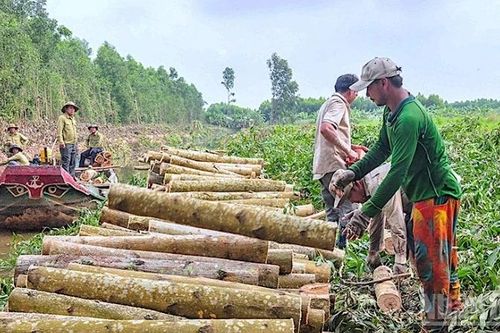Cà Mau chuyển tư duy giữ rừng sang phát triển kinh tế xanh