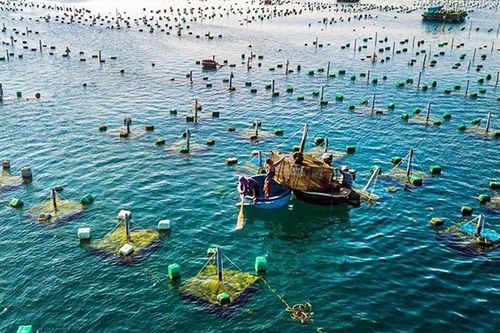 Truy xuất carbon: Thách thức mới với ngành tôm Việt Nam tại thị trường châu Âu