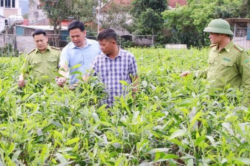 Bắc Ninh: Trồng cây phân tán vượt 16,7% kế hoạch năm