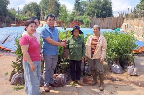 Gia Lai: Cấp 1.200 cây mắc ca trồng xen canh vườn cà phê