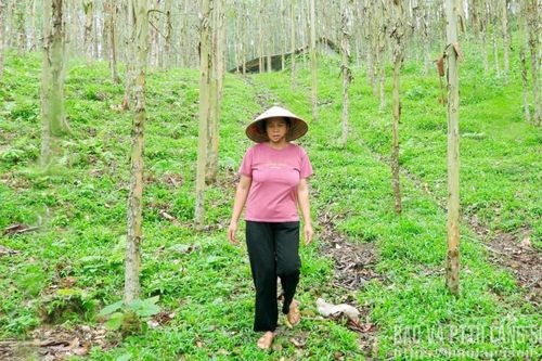 Vân Nham giải quyết tranh chấp đất đai