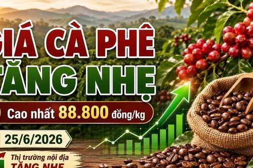 Giá cà phê hôm nay 25/6: Tăng nhẹ, cao nhất 88.800 đồng/kg