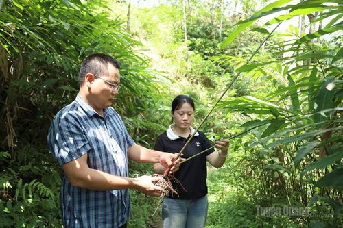 Đánh thức tiềm năng dưới tán rừng