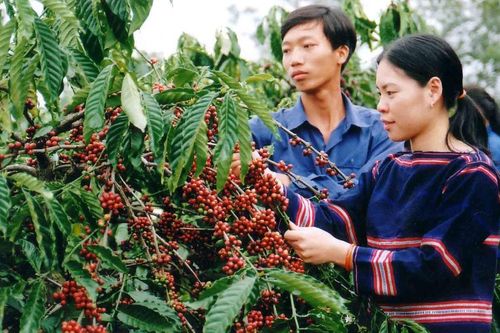 Cà phê tăng nhẹ, kỳ vọng chinh phục lại mốc 90.000 đồng/kg