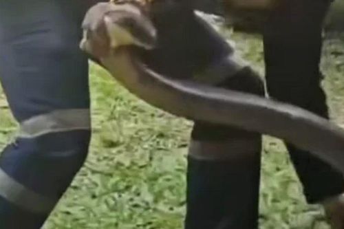 Ám ảnh cảnh 'sát thủ' hổ mang chúa 15kg chui rúc trong xe bán tải, xem xong không ai dám mở nắp ca-pô