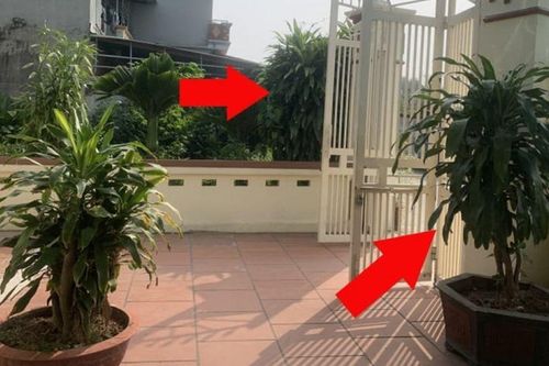 Có nên trồng cây Thiết Mộc Lan trước cửa nhà không?