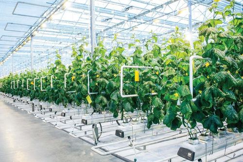 TP.HCM thành lập 7 khu nông nghiệp ứng dụng công nghệ cao rộng hơn 1.700 ha