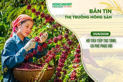 Thị trường nông sản 25/6/2026: Hồ tiêu tiếp tục tăng, cà phê phục hồi