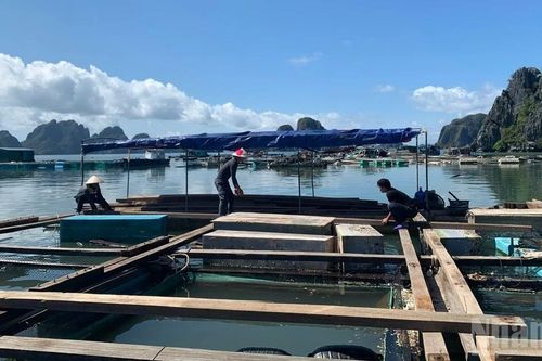 Xây dựng 'luật chơi' mới cho nuôi biển công nghiệp