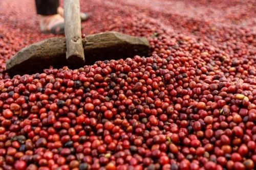 Giá nông sản hôm nay (26/6): Giá cà phê tiếp tục tăng, hồ tiêu neo ở mức cao