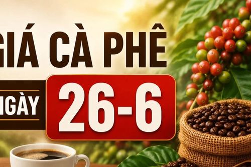 Giá cà phê ngày 26-6: Tăng thêm 700 đồng, lên mức 89.400 đồng/kg