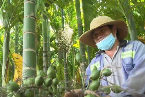 Cây cau xanh vỏ, 'đỏ thương lái'?