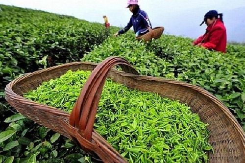 Hải quan tháo gỡ vướng mắc cho các container chè xuất khẩu phải tái nhập tại Hải Phòng