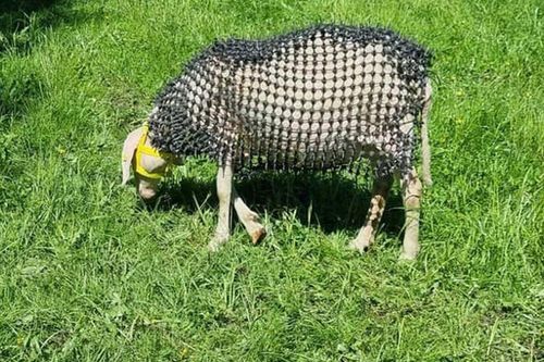 Mất 3 năm làm chiếc 'áo giáp' độc lạ cho cừu để 'chống sói', người nông dân không ngờ phát minh của mình lại gây tranh cãi dữ dội