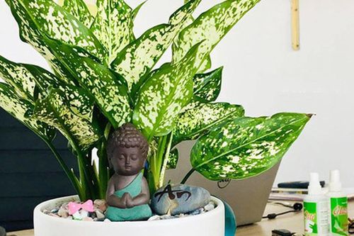 Tuổi Thìn nên để cây gì trên bàn làm việc để tiền tài hanh thông, sự nghiệp thăng tiến?