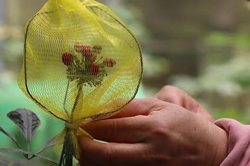 Làm 'áo giáp' bảo vệ hạt sâm Ngọc Linh