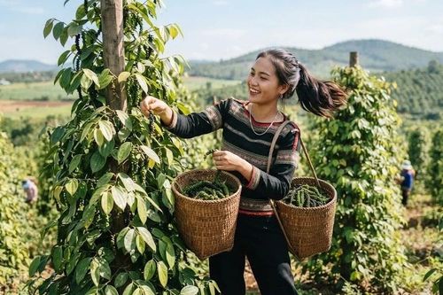 Giá hồ tiêu hôm nay 27/6: Thị trường chủ yếu đi ngang