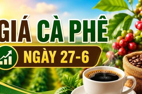 Giá cà phê ngày 27-6: Vượt mốc 90.000 đồng/kg