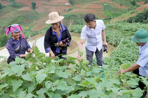Từ '2 giờ làm nông dân' đến những mùa vụ đổi thay ở Lao Chải