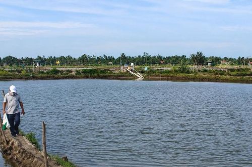 Bảo vệ thủy sản mùa nắng nóng