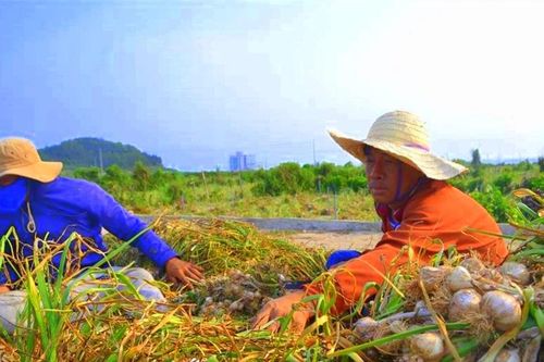 Mang củ tỏi vào câu chuyện du lịch