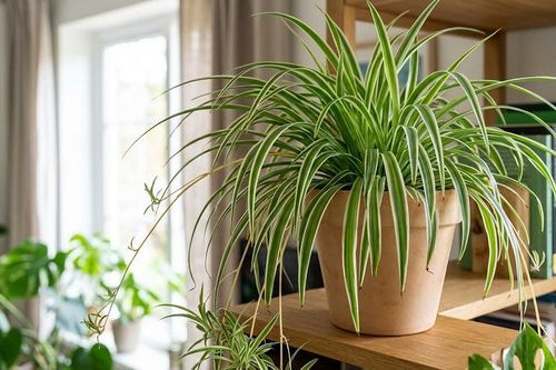 5 loại cây lọc không khí tốt nhất cho phòng ngủ kín