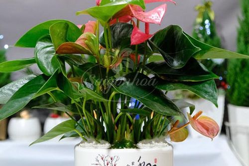 Cây để bàn làm việc tuổi Đinh Tỵ giúp thu hút vượng khí
