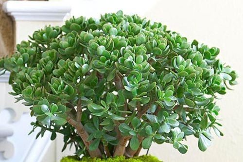 Top 4 cây cảnh giúp thanh lọc không khí, mang lại cảm giác thư giãn