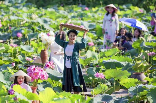 Hương sắc sen Hà Nội hút khách dịp cuối tuần
