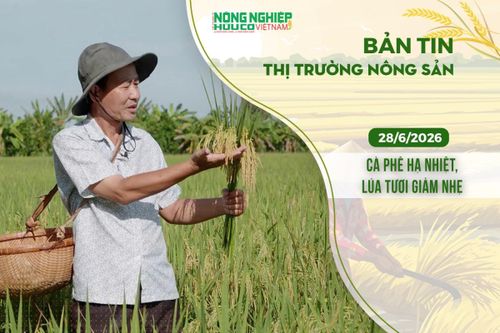 Thị trường nông sản 28/6/2026: Cà phê hạ nhiệt, lúa tươi giảm nhẹ