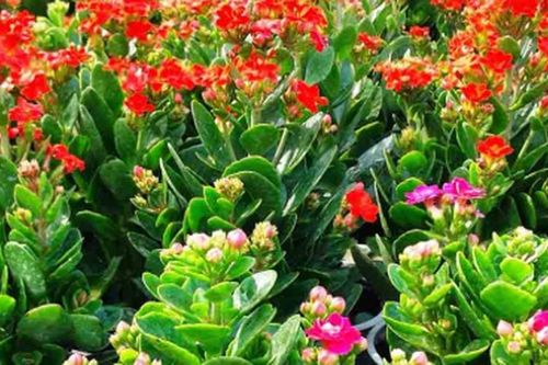 Tuổi Ngọ hợp cây gì để bàn để sự nghiệp hanh thông, hút tài lộc?